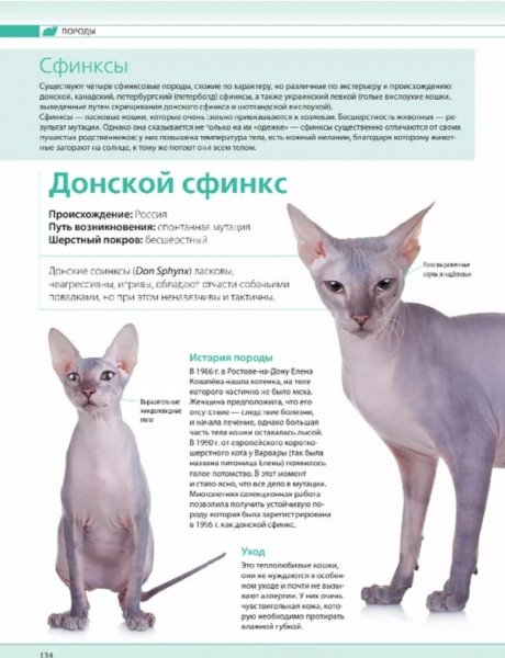 Донской сфинкс