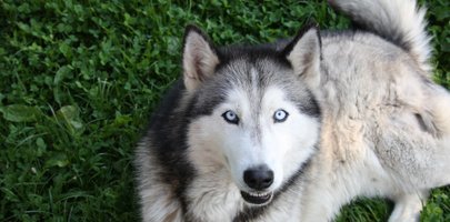 Почему у хаски голубые глаза