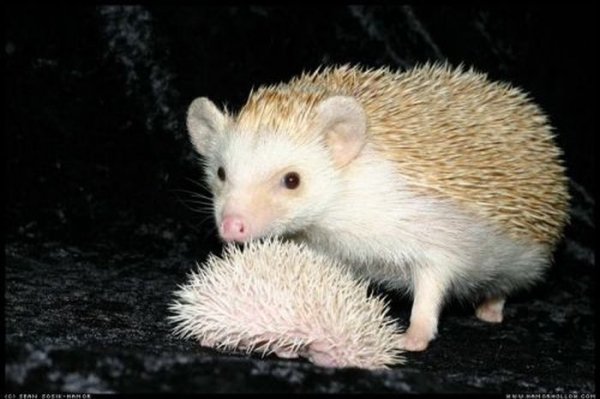cute hedgehogs 25