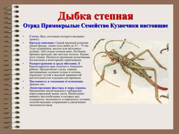 Дыбка степная