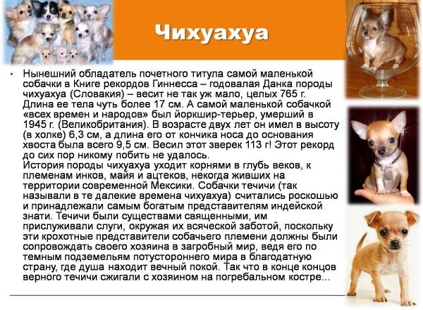 Чихуахуа