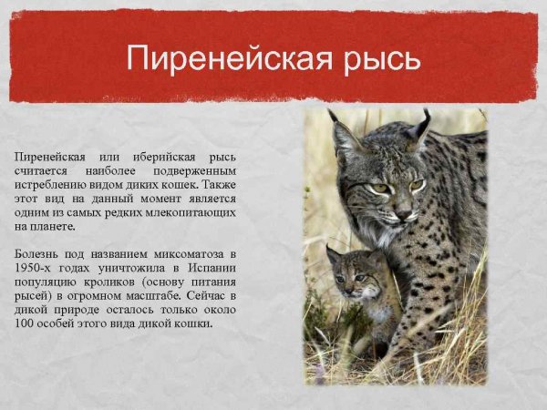 Пиренейская рысь