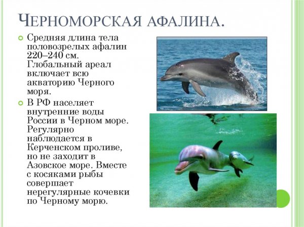 Черноморская афалина
