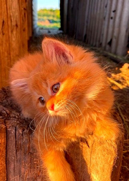 Горящий, яркий. Неповторимый!!!