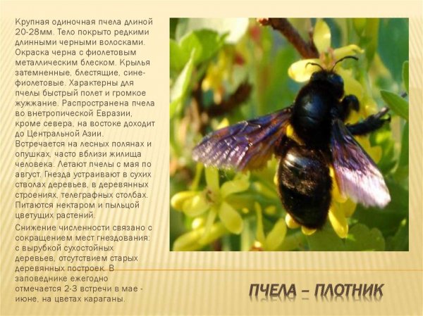 Пчела - плотник