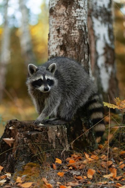 A1db1d814b7182aae774a0662780ebd2