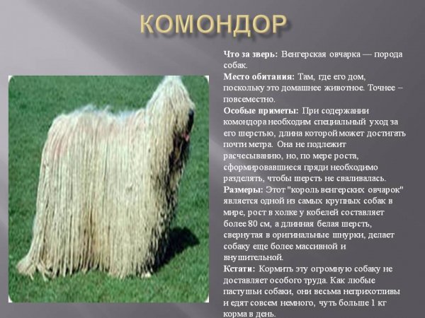 Комондор