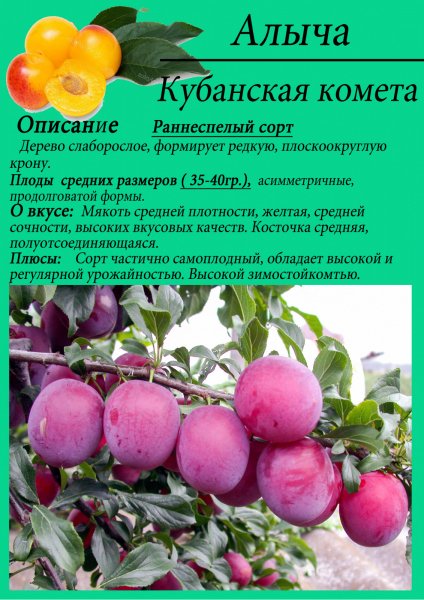 Кубанская комета