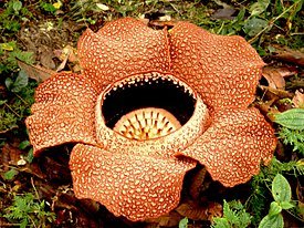 px-Rafflesia, Sabah (7247015058)