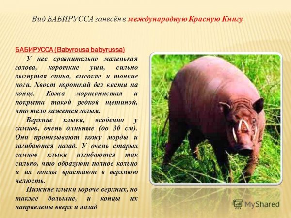 Бабирусса