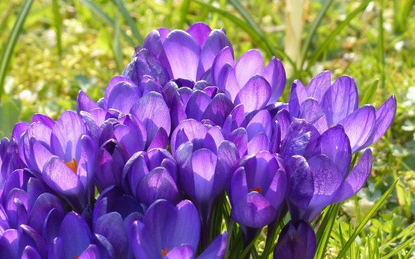 Nature-blossom-plant-flower