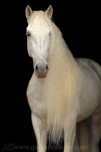 Красавец(а) Horses love