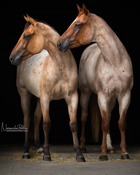 Horses lovers!