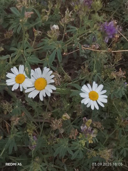picture_396375261