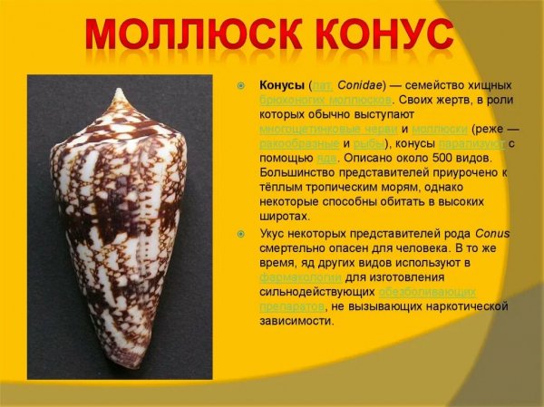 Моллюск конус