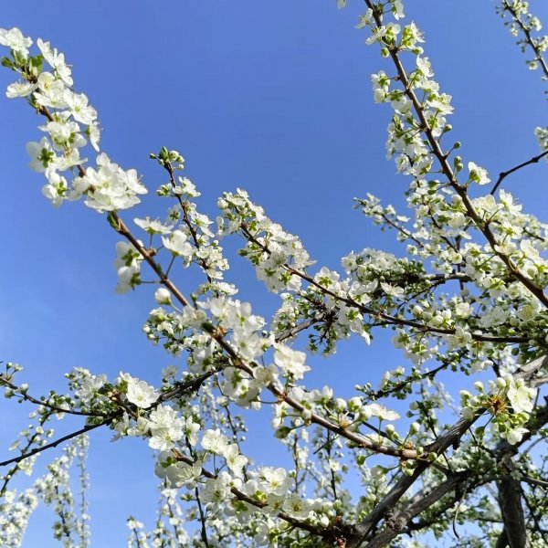 Цветущая вишня