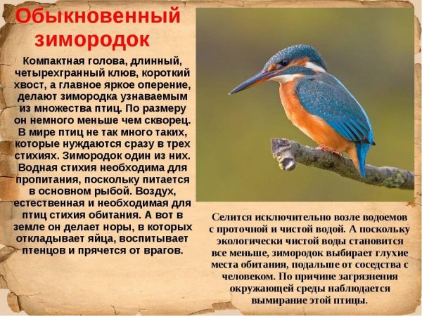 Обыкновенный зимородок