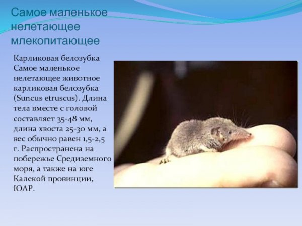 Карликовая белозубка