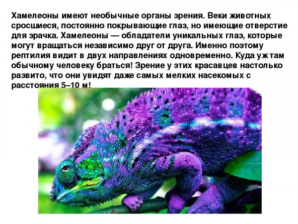 Хамелеоны