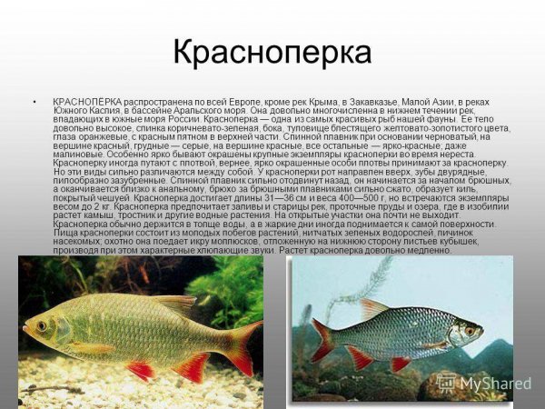 Красноперка