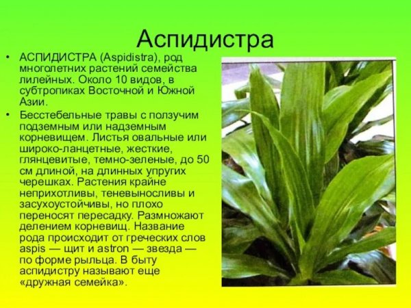 Аспидистра