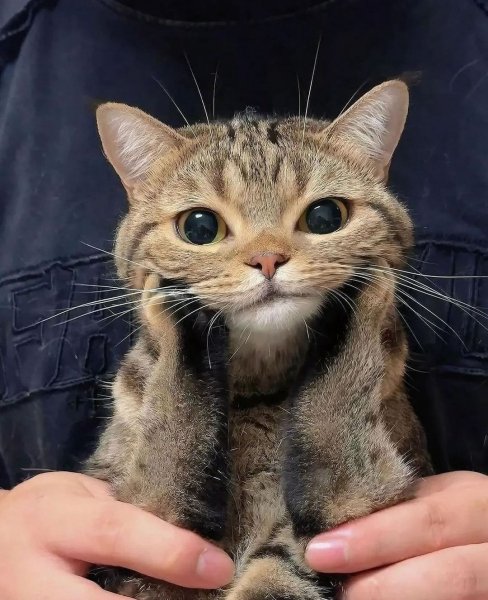 Чудной Кот!