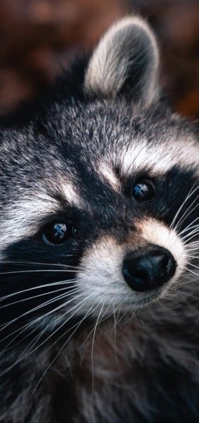 Животный Мир