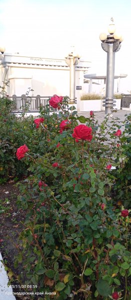 Анапа. Розы уходящей осени.