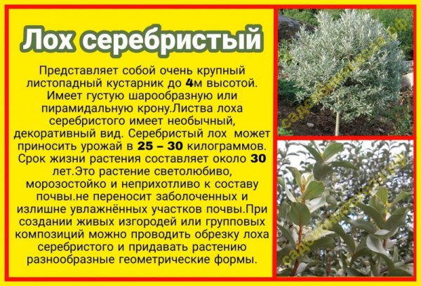 Loh-serebristyj