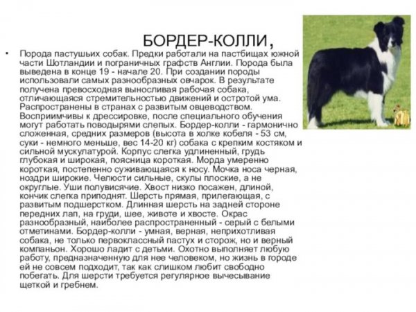 Бордер - колли