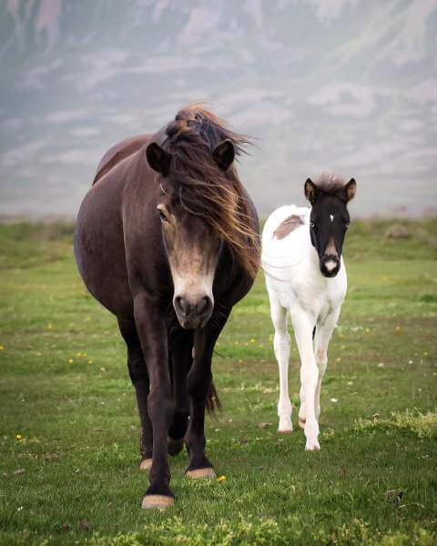 MEDIA # OF HORSE