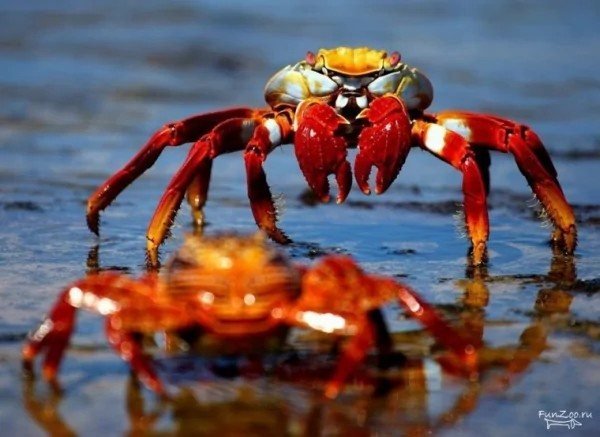 Крабы