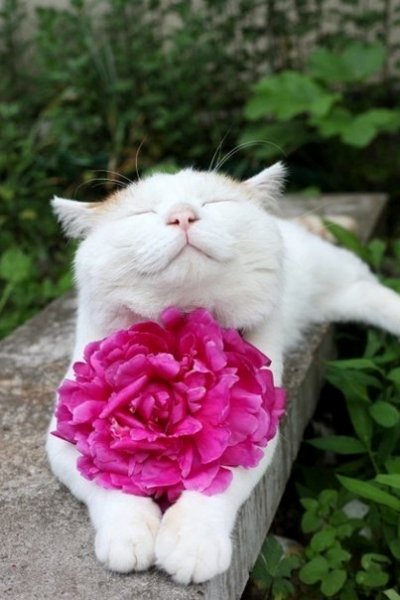 Кошка