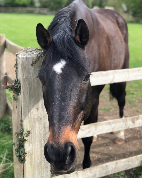 MEDIA # OF HORSE
