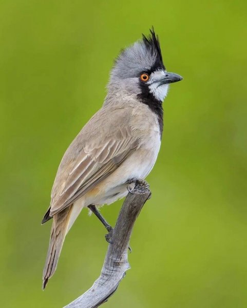 Колокольчик (Австралия)