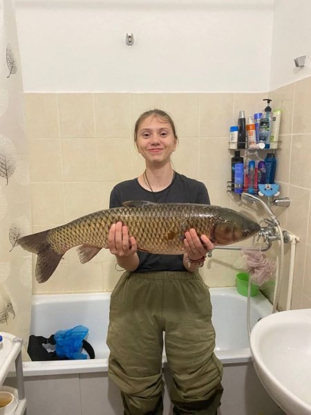 Белый амур (лат. Ctenopharyngodon idella)