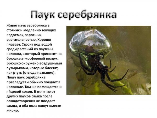 Паук серебрянка