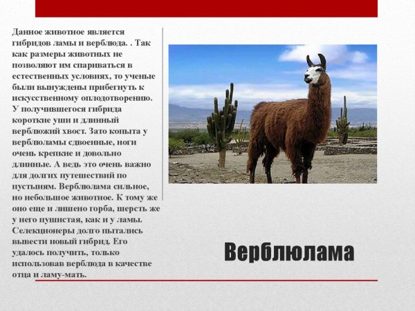 Верблюлама