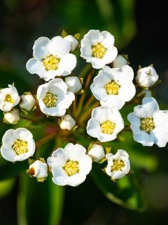 Spireia vangutta tsvety lepestki