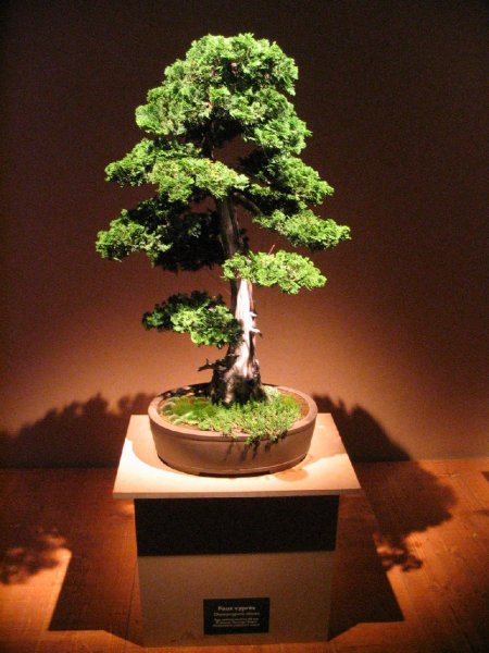 Bonsai