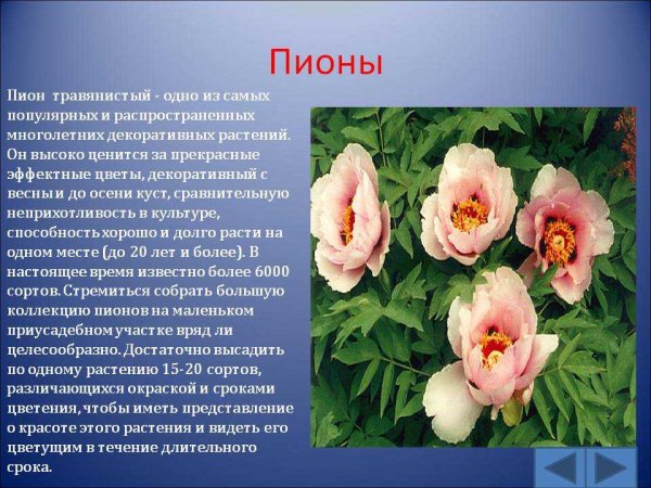 Пионы