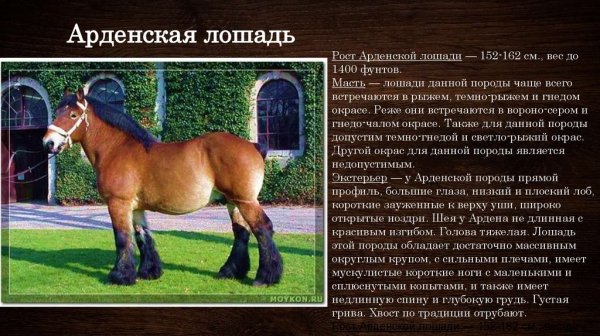Арденская лошадь