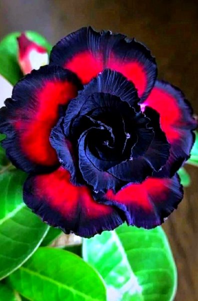 image - 2021-07-18T004229.978