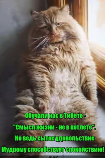 golodnyy-zheludok-gluh-k-filosofii 14463