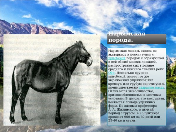 Нарымская лошадь