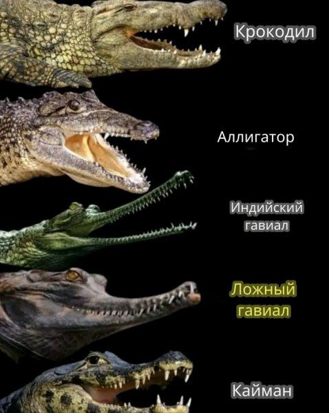 Крокодилы