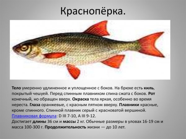 Краснопёрка