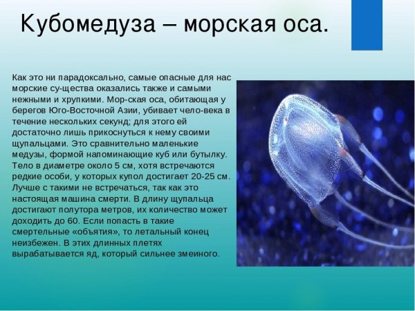 Кубомедуза