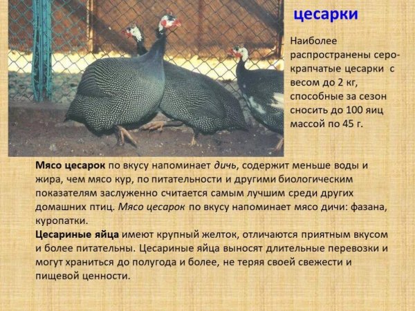 Цесарки