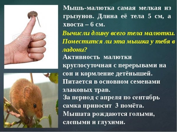 Мышь малютка